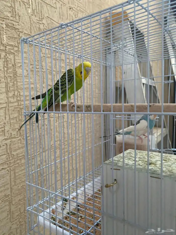إرمال 1