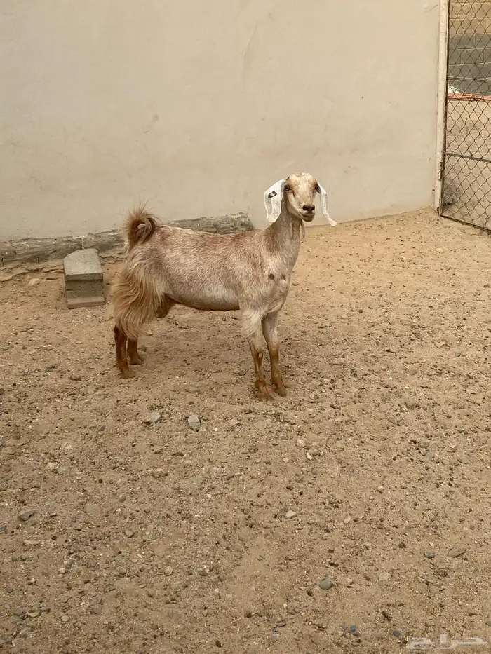 عنز دافع 1