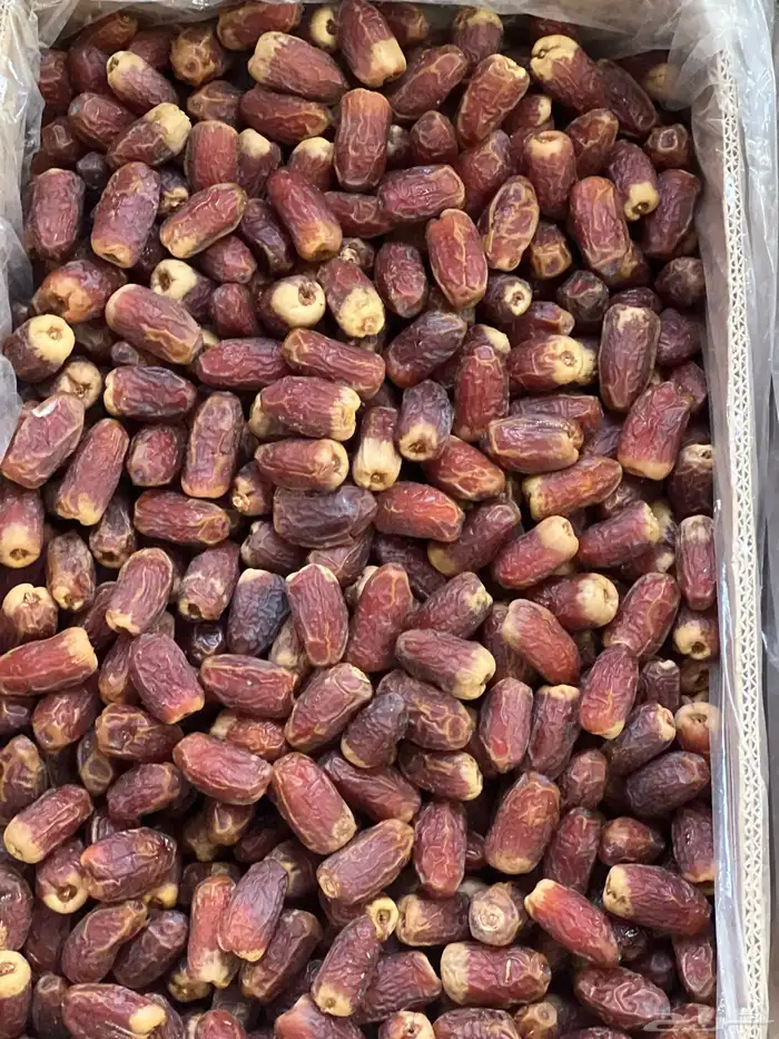 صقعي أحمر مطوق حبة كبيرة 5