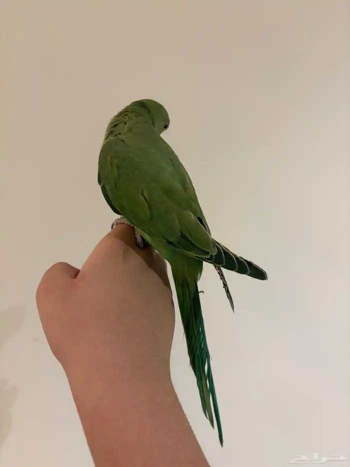 دره هنديه جداا أليفه و متكلمه للبدل أو للبيع 7