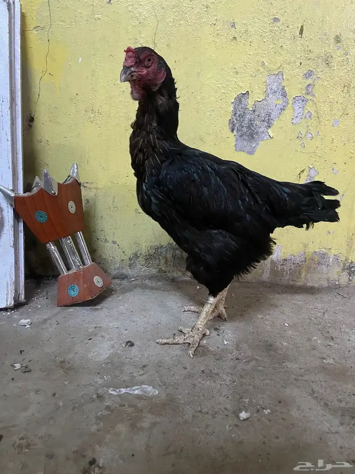 دجاج 0