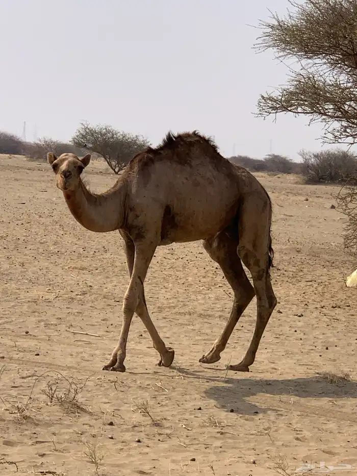 بعير احمر ناب 2
