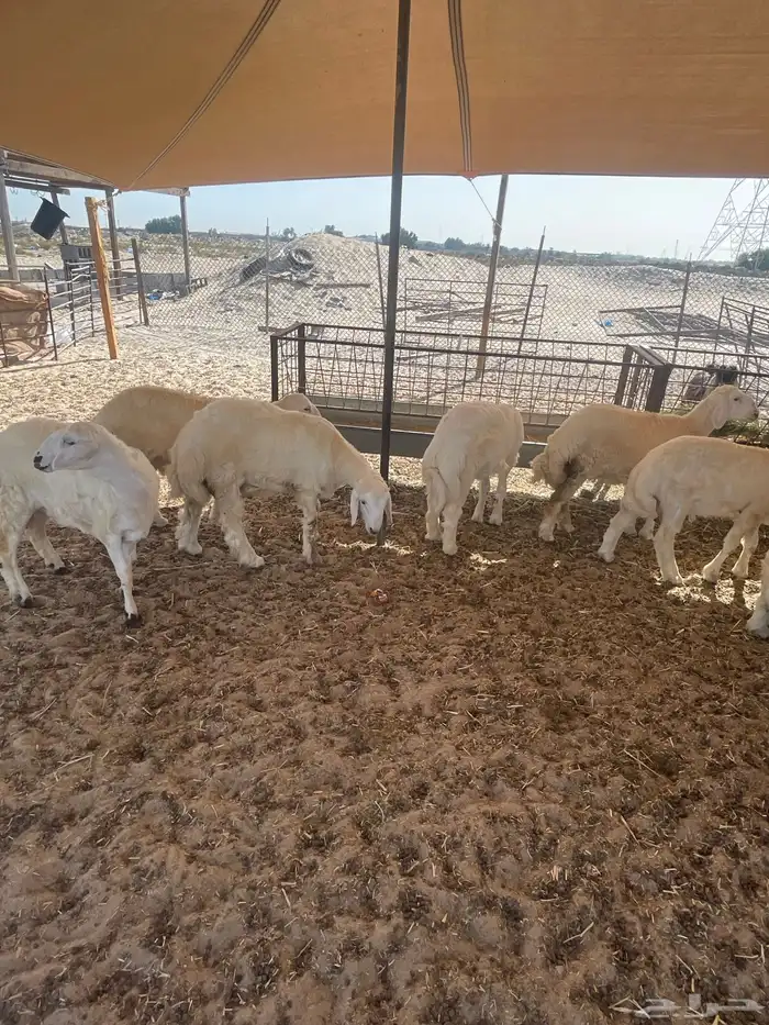 ذبايح حريات 0
