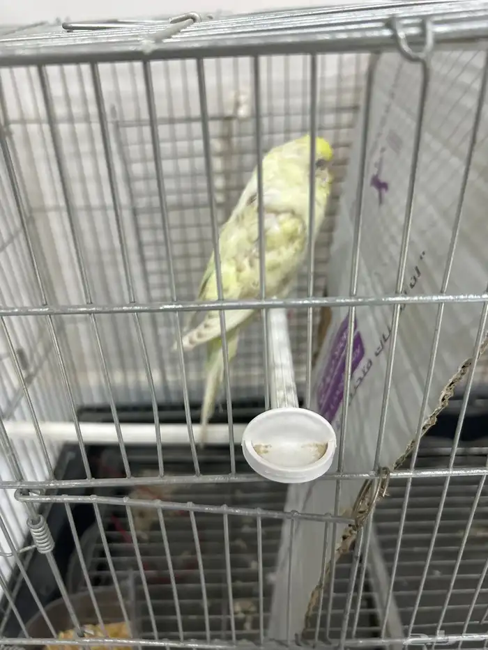 للبيع اونثى طيور حب جاهز لإنتاج 0