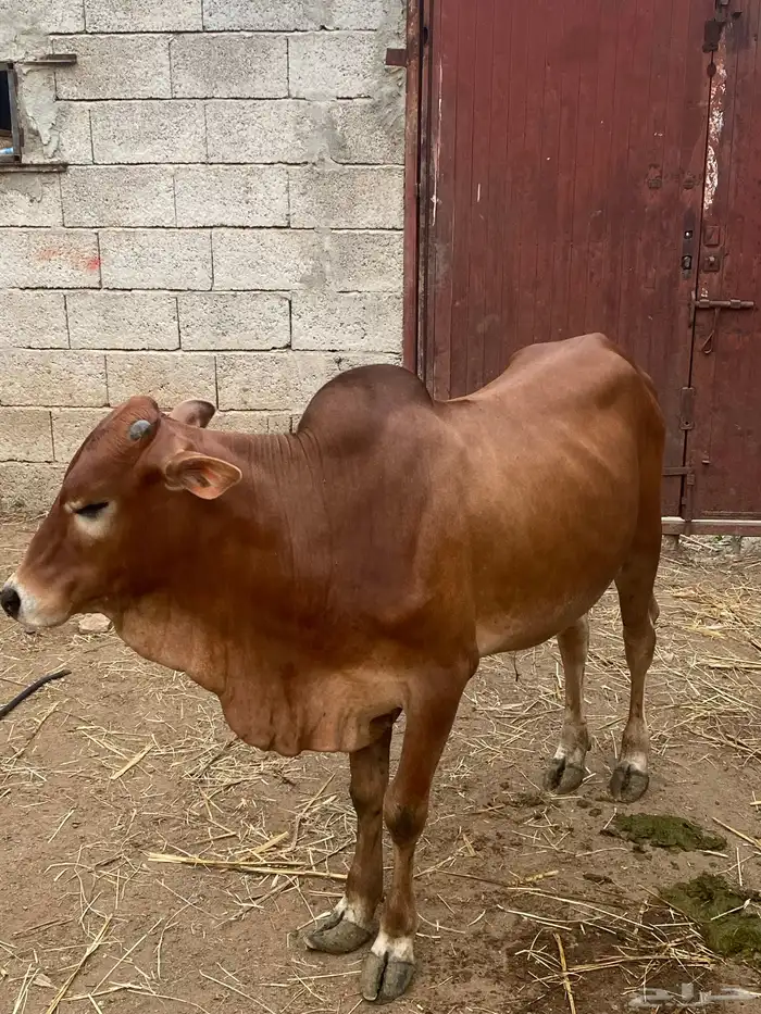 حسيل تربيه العمر سنه وثلاث شهور 3