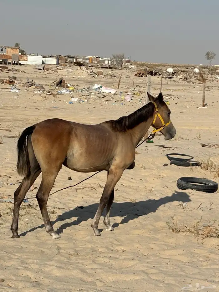 مهر للبيع هادي 2