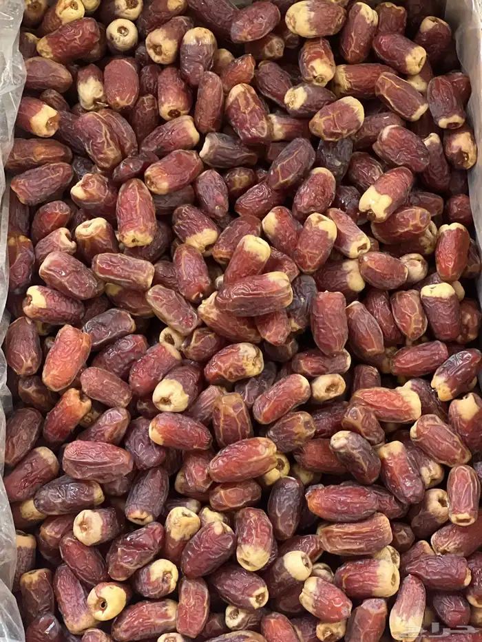 صقعي أحمر مطوق حبة كبيرة 7