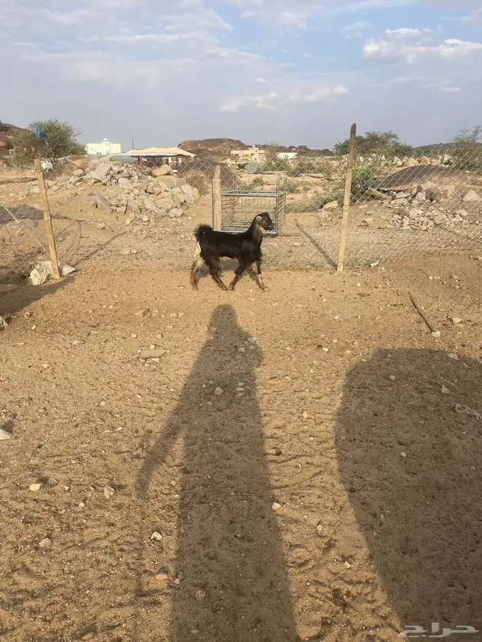 تيس فحل احوا مشروط اجم عمره 9 شهور 0