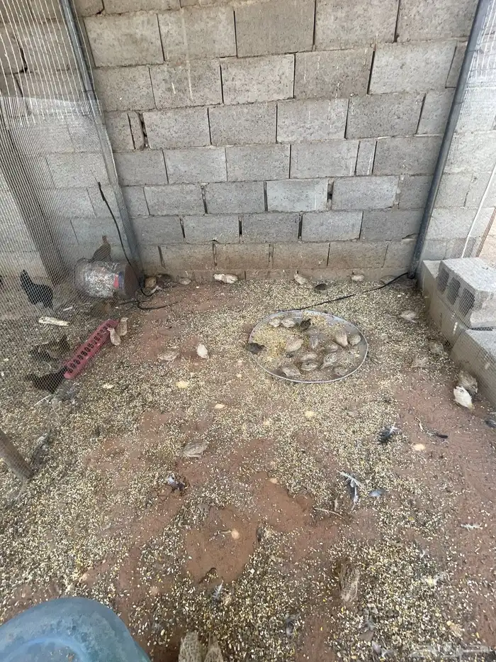 للبيع سمان 1