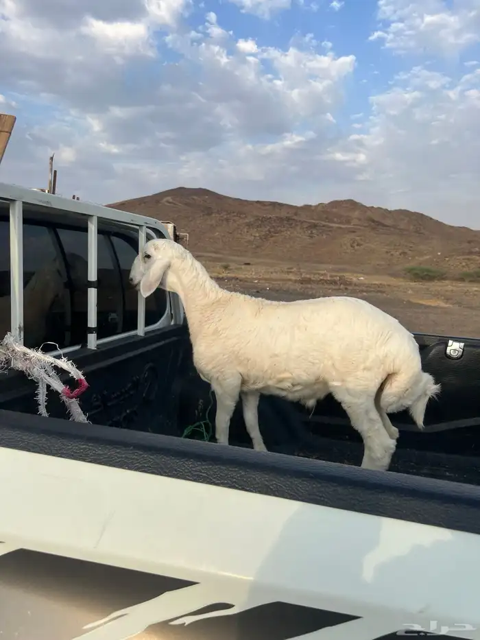 طلي مشروع فحل 2