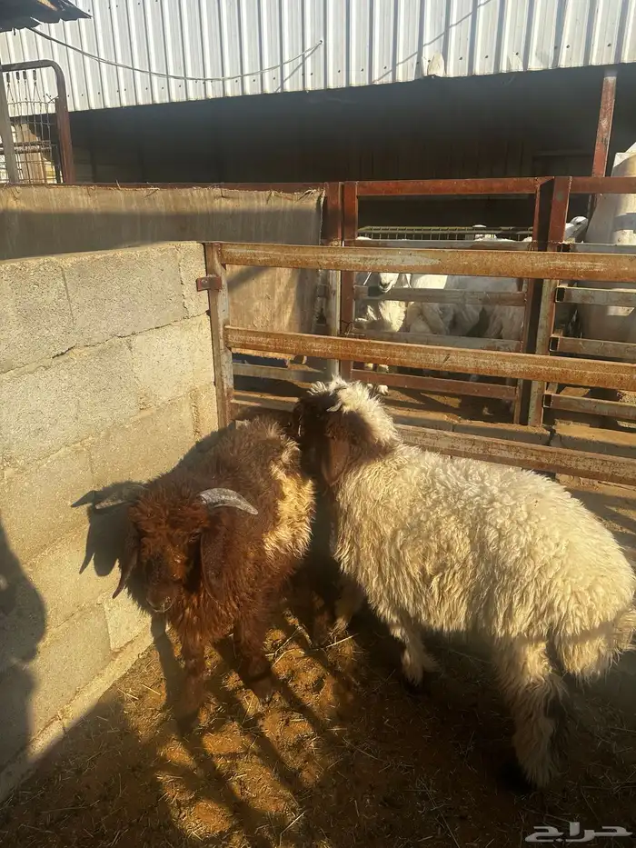 طليان نعيم بلدي 2