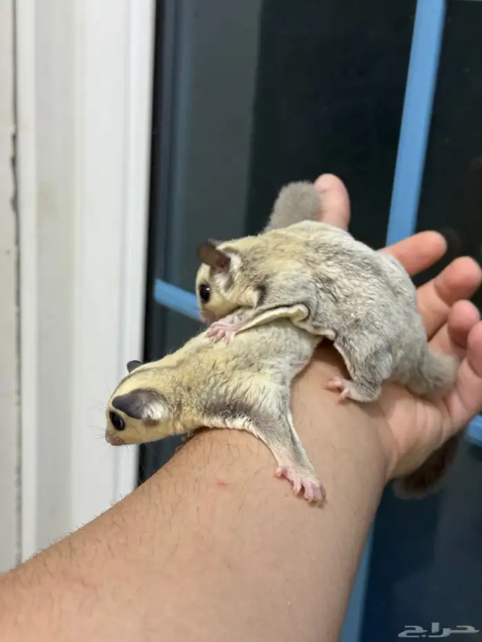 متوفر للبيع (السنجاب الطائر) بلاتينيوم sugar glider 1