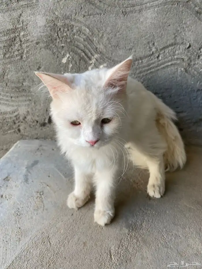 قط شيرازي 2
