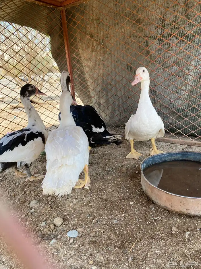 بط للبيع العدد4 الموقع بيشه الحميمه 1