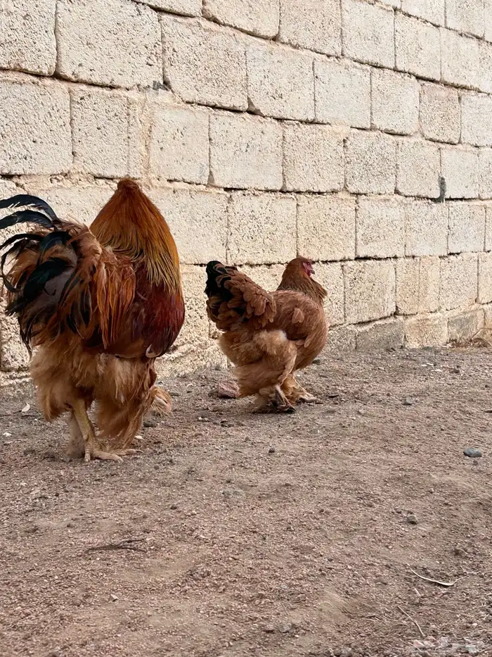 برهاما لبيع 1
