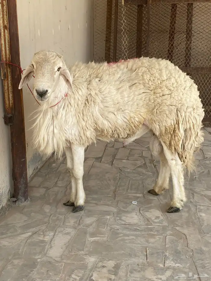 فحل مشروط سنه رباع 3
