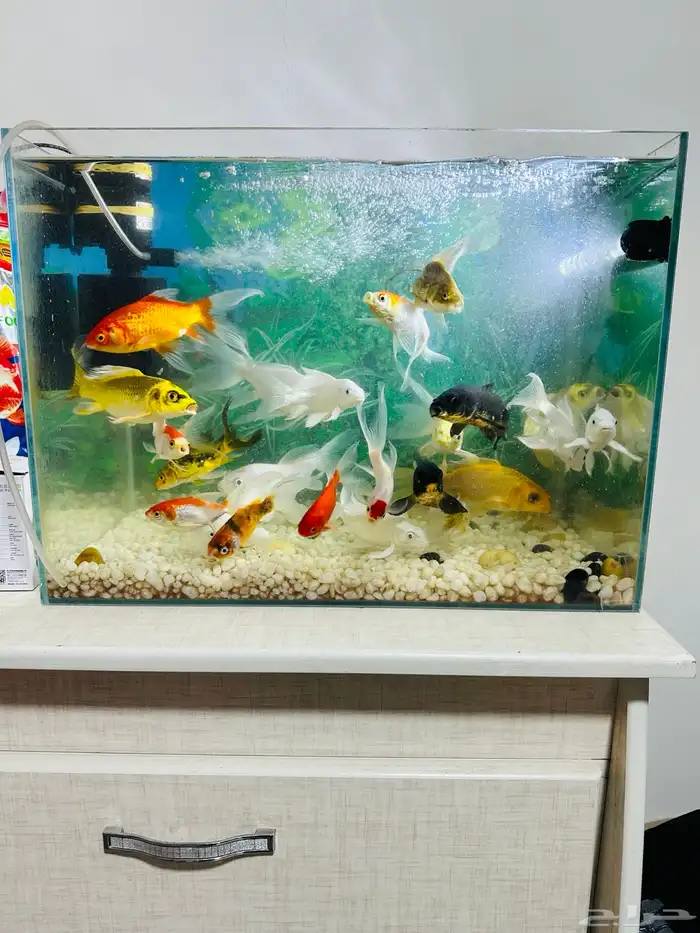 fish with aquariums 3