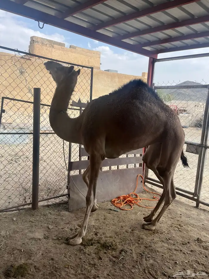 بكره 4