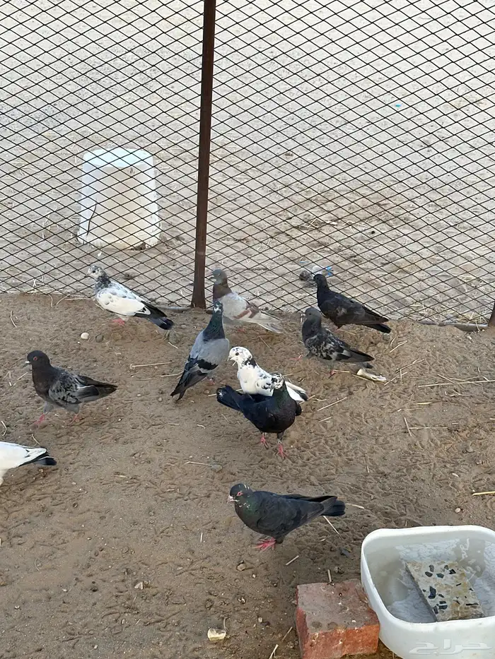 حمام بلدي للبيع أجواز وشحم الحمام الباكستاني مهو للبيع 2