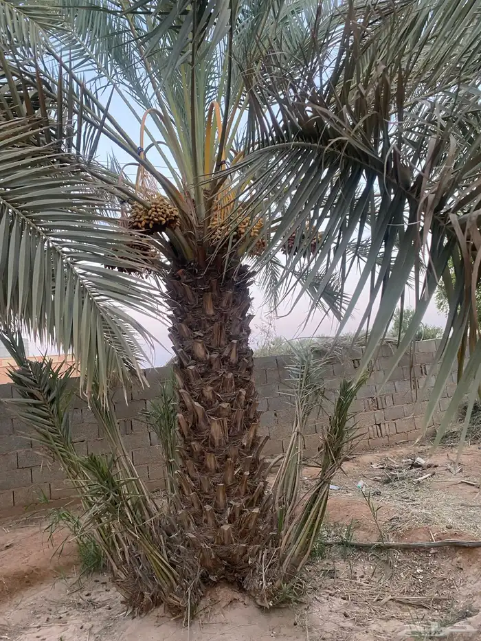 نخل طوال عدد 20 سلج وخضري 5