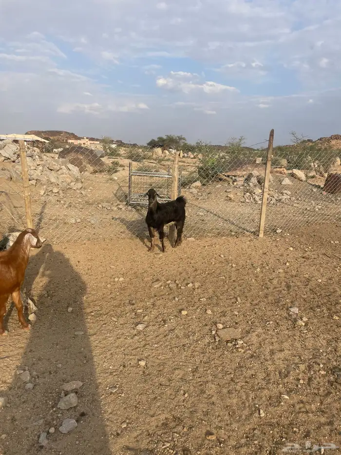 تيس فحل احوا مشروط اجم عمره 9 شهور 1