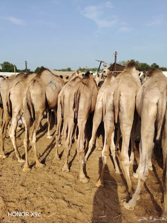 للجمله فقط قعدان صومالي من الرياض 2