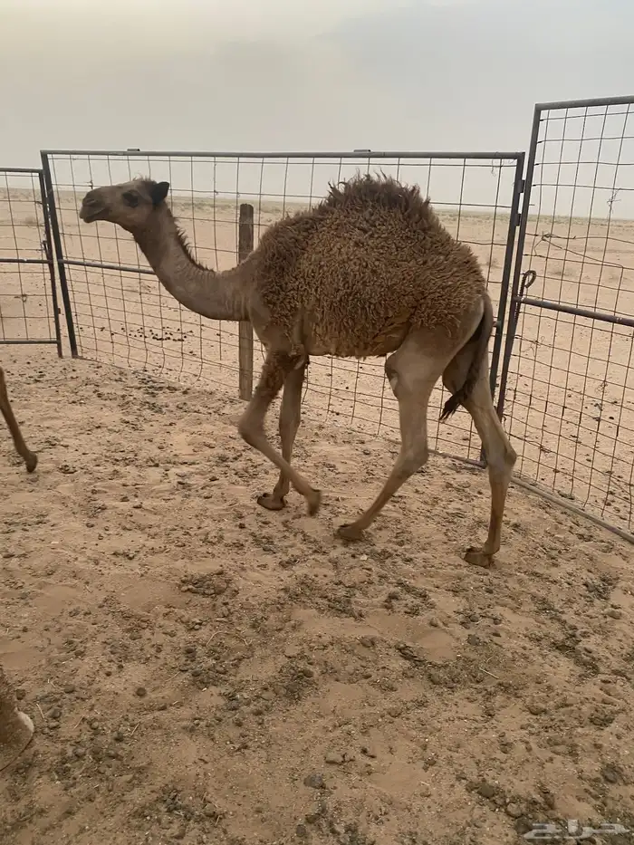 للبيع قعود طيب فل شحم للتواصل 0