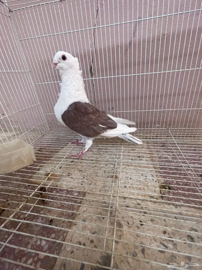 حمام زينه نوادر للبيع العدد6اجواز 14