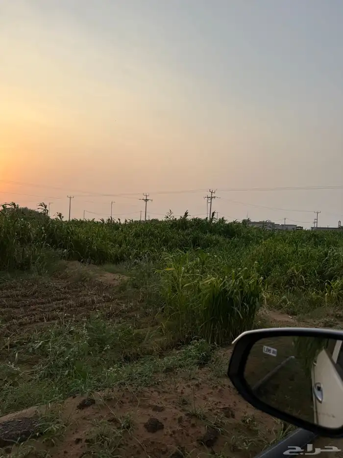 قصب للبيع 0