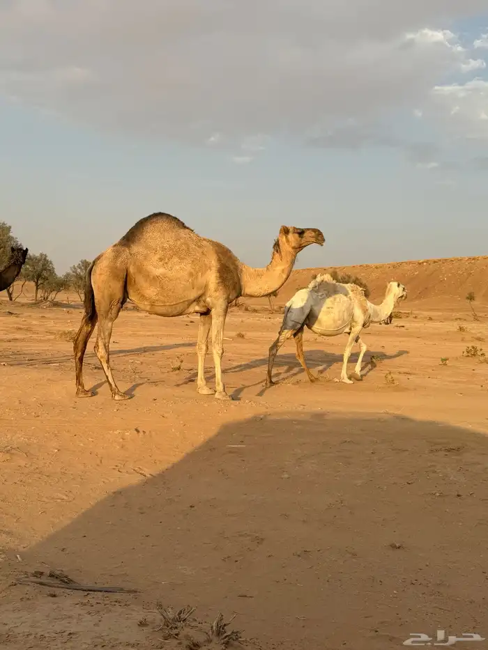 ابل مراح لقحات وغنم مشكله للبيع 11