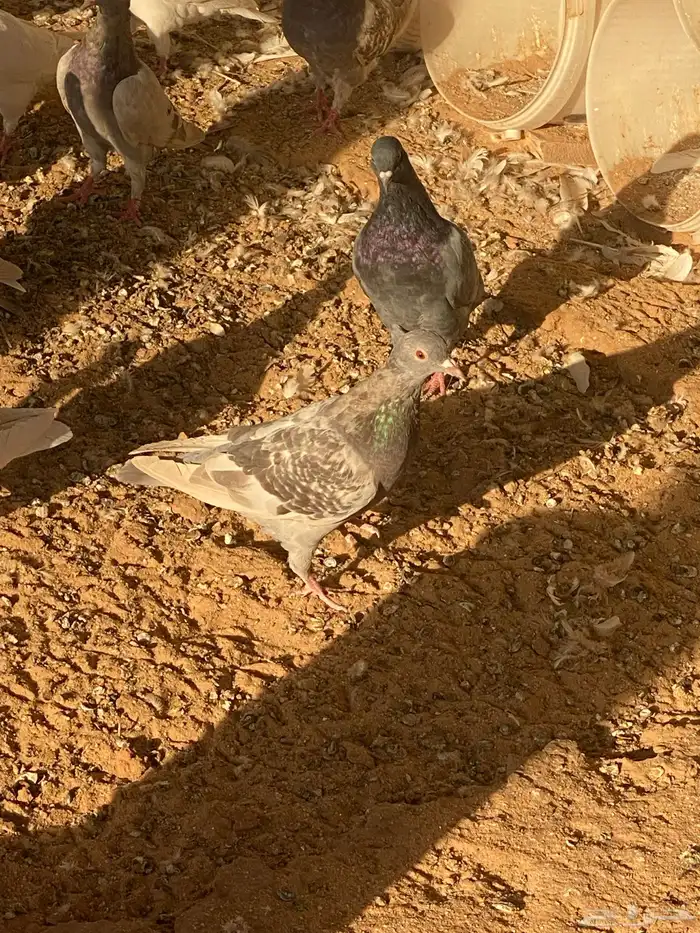 حمام للبيع سلفر 2