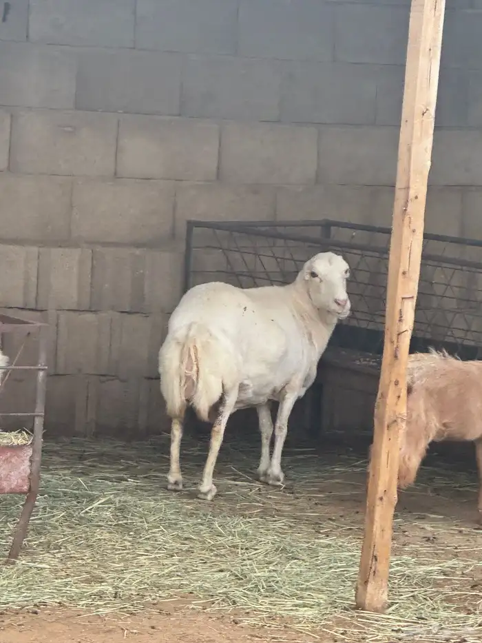 شاه رفد دافع 0
