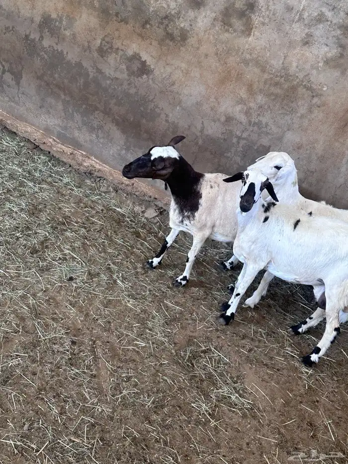 ثلاث رخال كفو ولاد 2