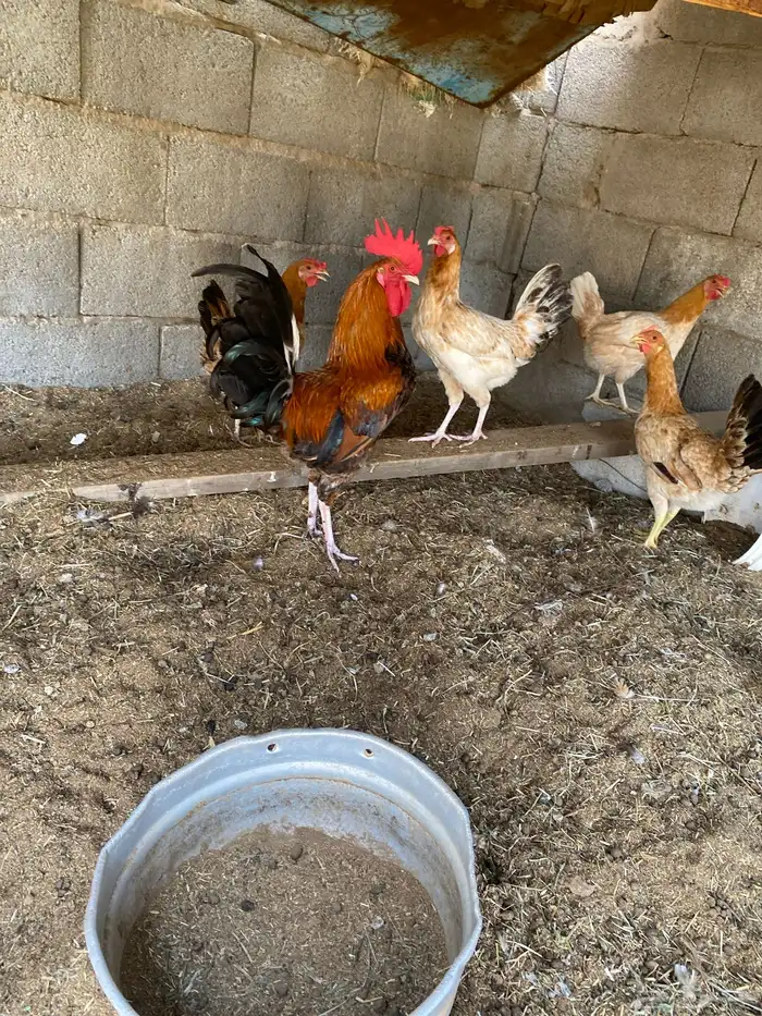دجاج بلدي 2