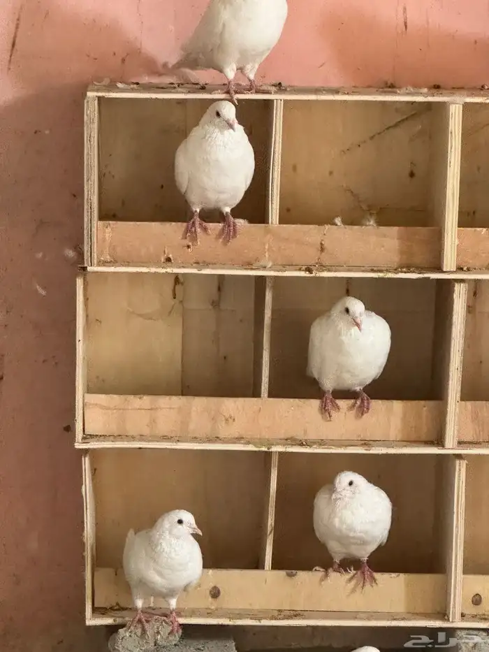 حمام فرنسي امهات وطبات 2