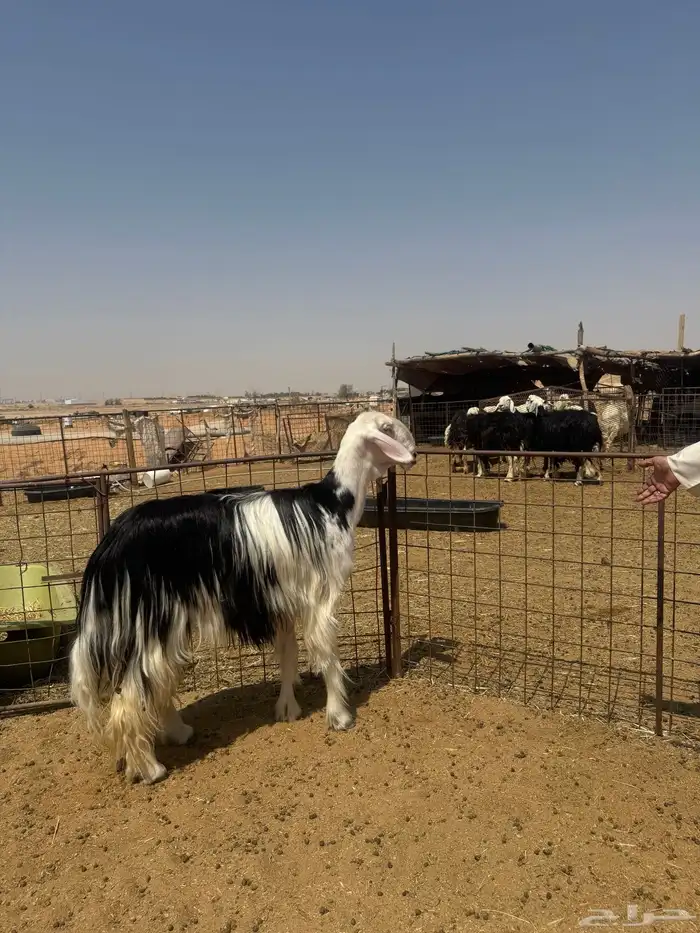 للبيع شياه نجد طيبة بفحلها 3