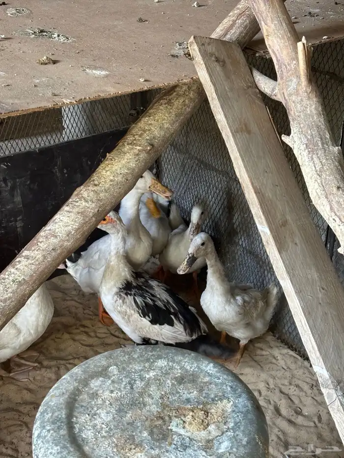 بط بكيني 3