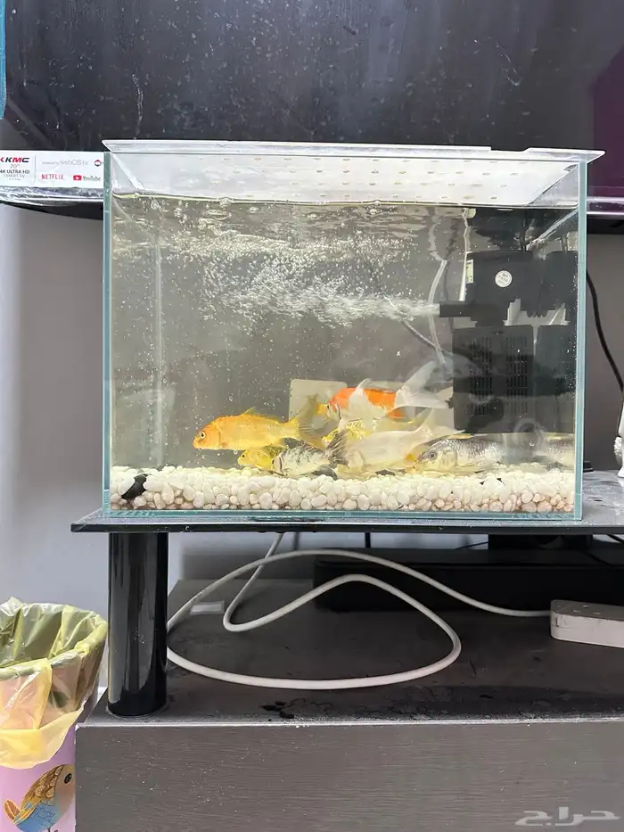 fish with aquariums 2