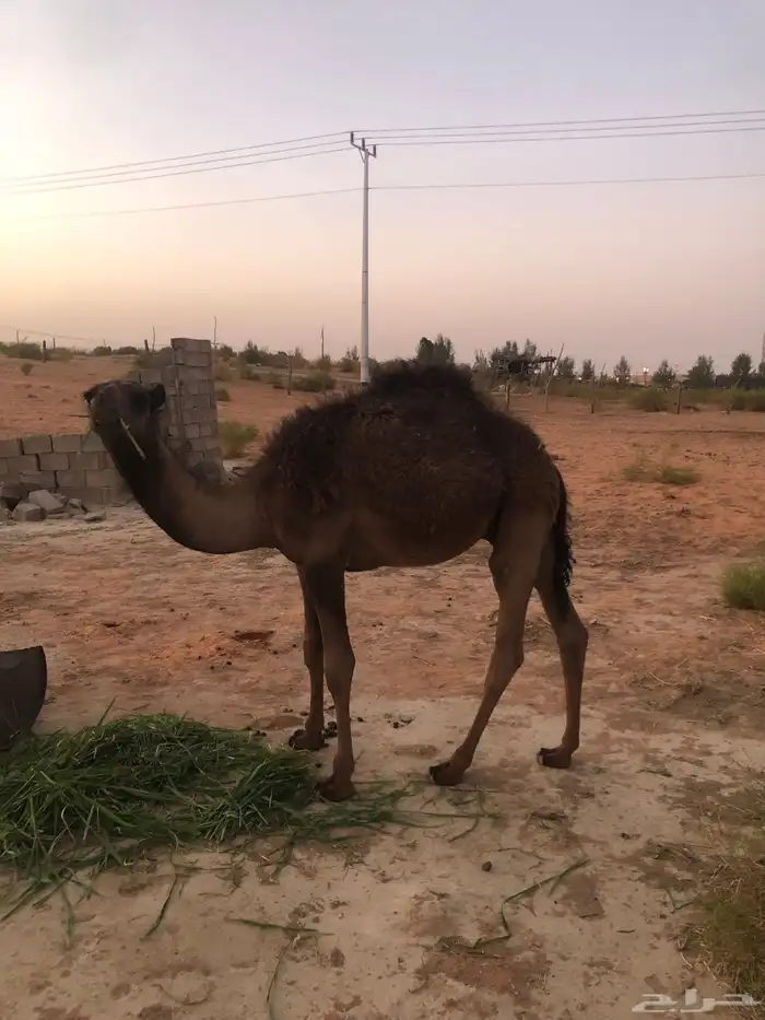 قعود حاشي 1