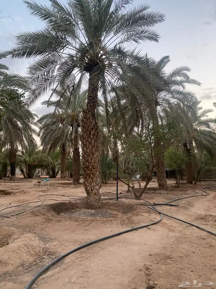 نخل طوال عدد 20 سلج وخضري 1