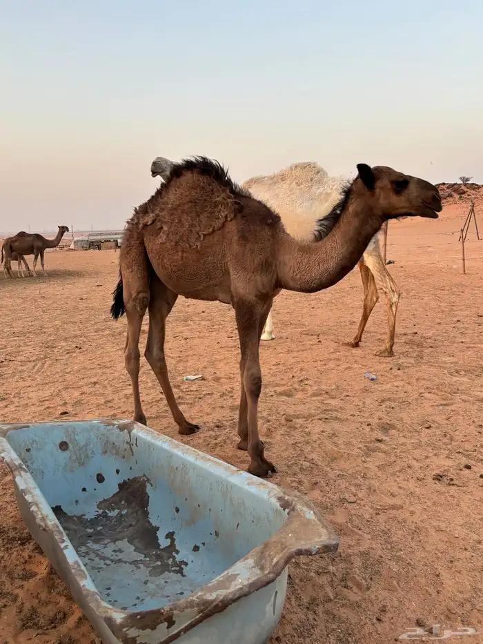 قعود للبيع 1