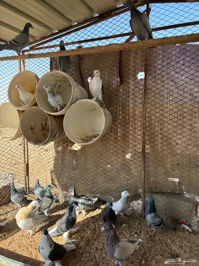 حمام زاجل وشيرازي وشامي 2