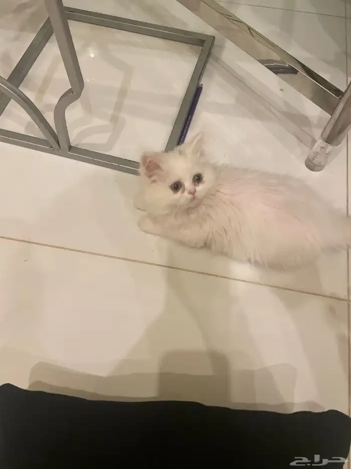 قطه شيرازيه انثى عمرها شهرين ونصف 2