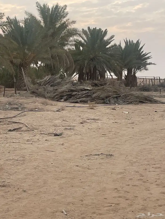 جريد بالكميات الي تبغى 2