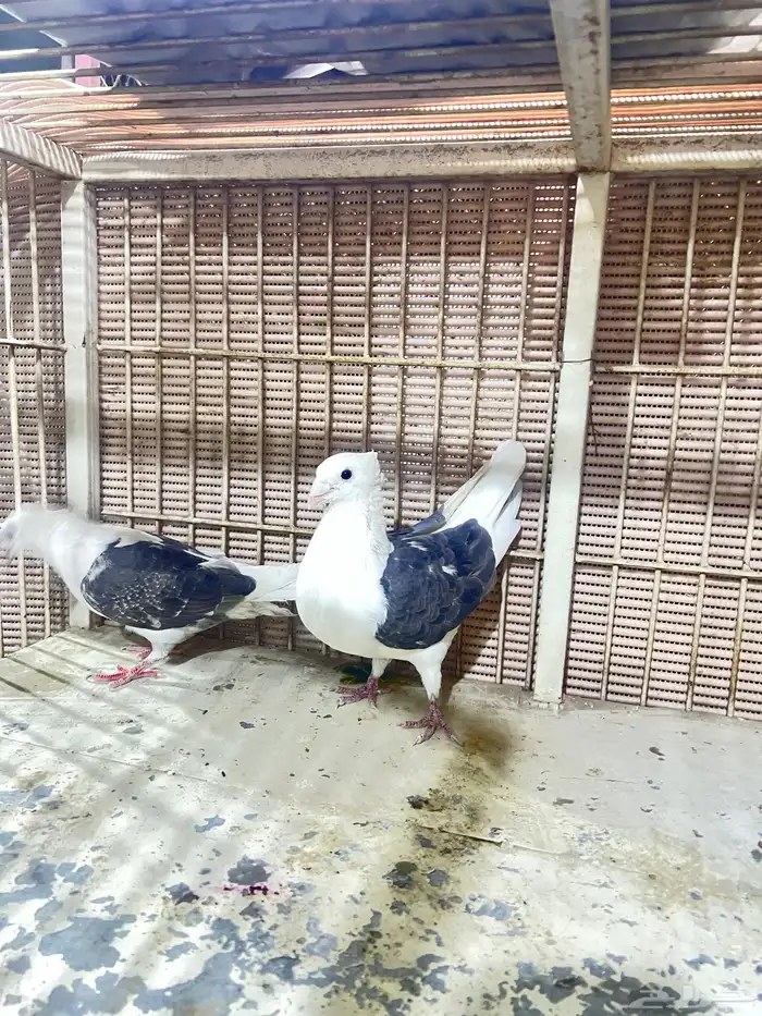 حمام زاجل 0