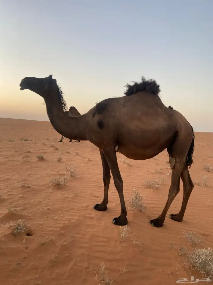 لقحه الموقع مشذوبه 0