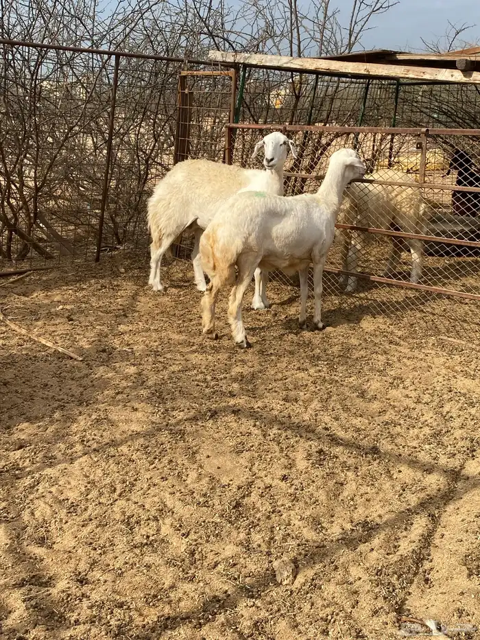 رخال حريه 3