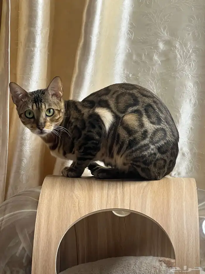 for sale Bengal kittens available for reservation 0