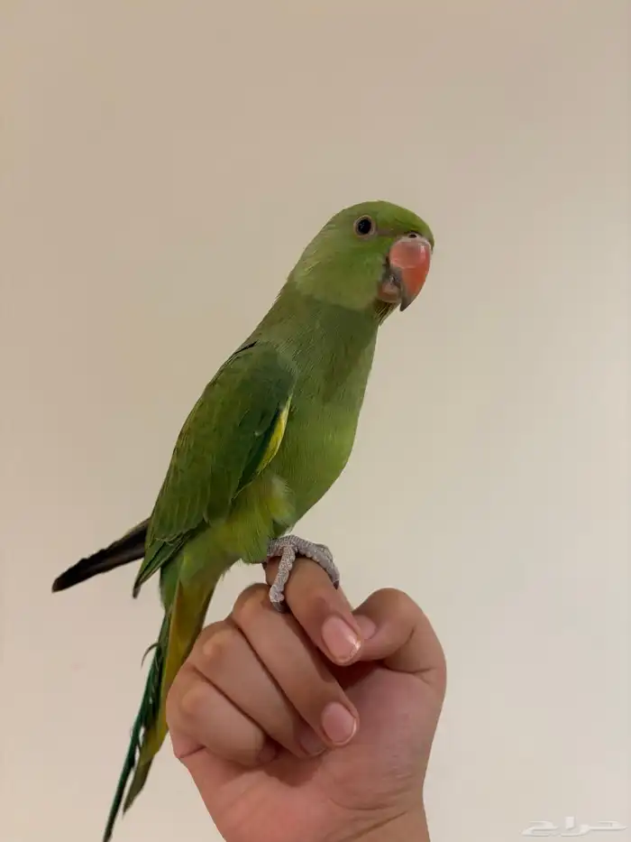 دره هنديه جداا أليفه و متكلمه للبدل أو للبيع 4