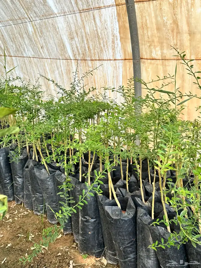 عروض شتلات حمضيات 3